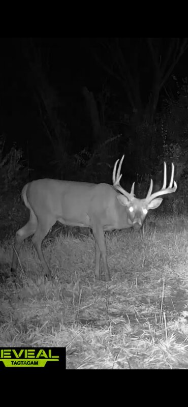 Nighttime trail camera capture of a mature whitetail buck